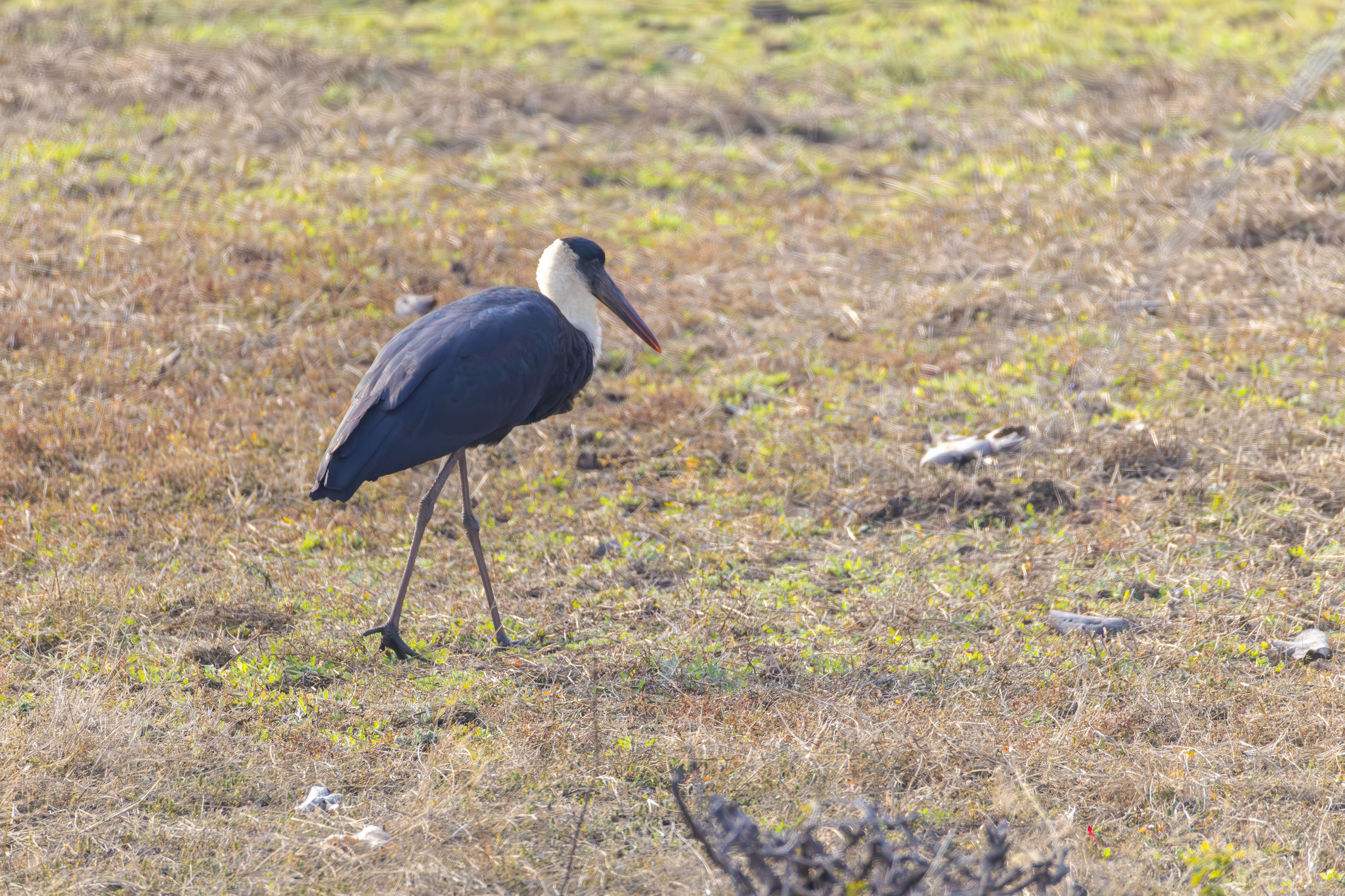 Asian Woolly-necked Stork (Ciconia episcopus), photo 6