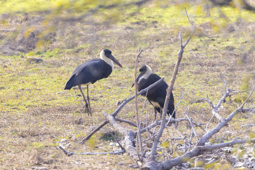 Asian Woolly-necked Stork (Ciconia episcopus), photo 5