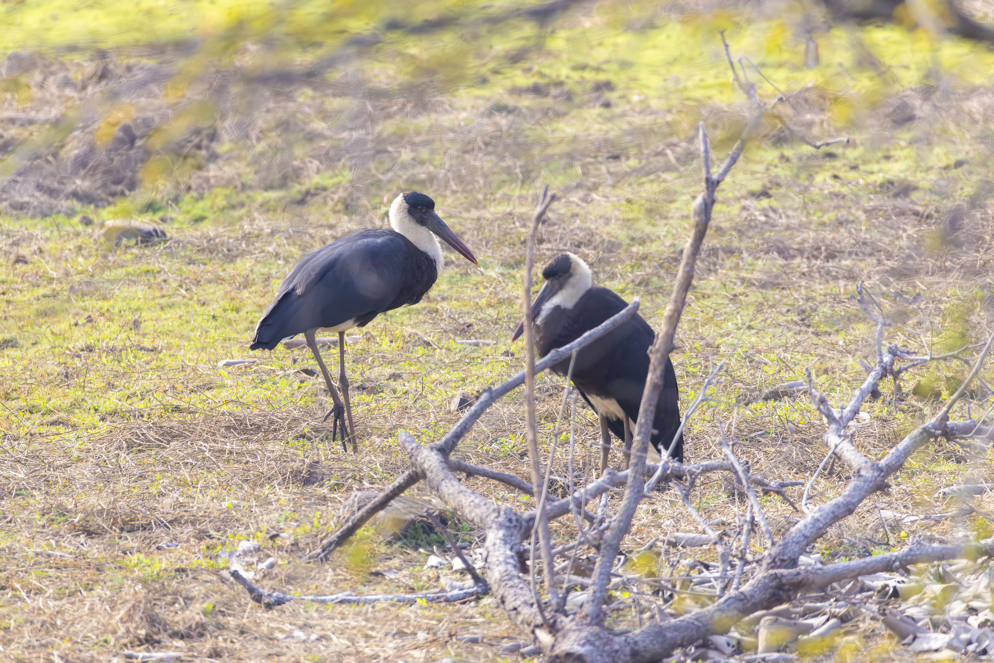 Asian Woolly-necked Stork (Ciconia episcopus), photo 5