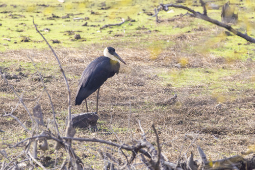 Asian Woolly-necked Stork (Ciconia episcopus), photo 8