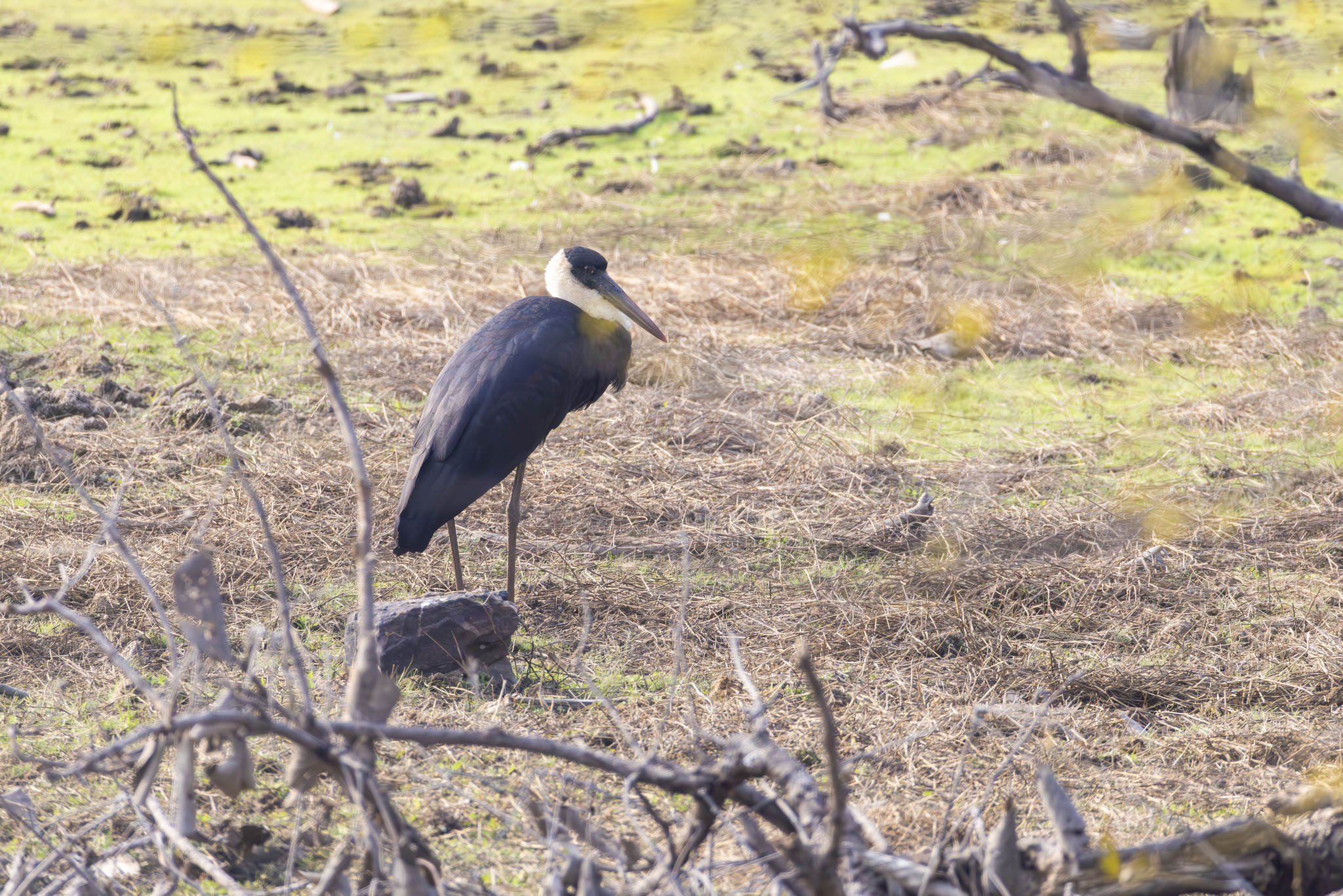Asian Woolly-necked Stork (Ciconia episcopus), photo 7
