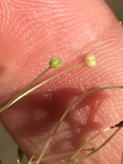 Callitriche marginata