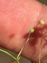 Callitriche marginata