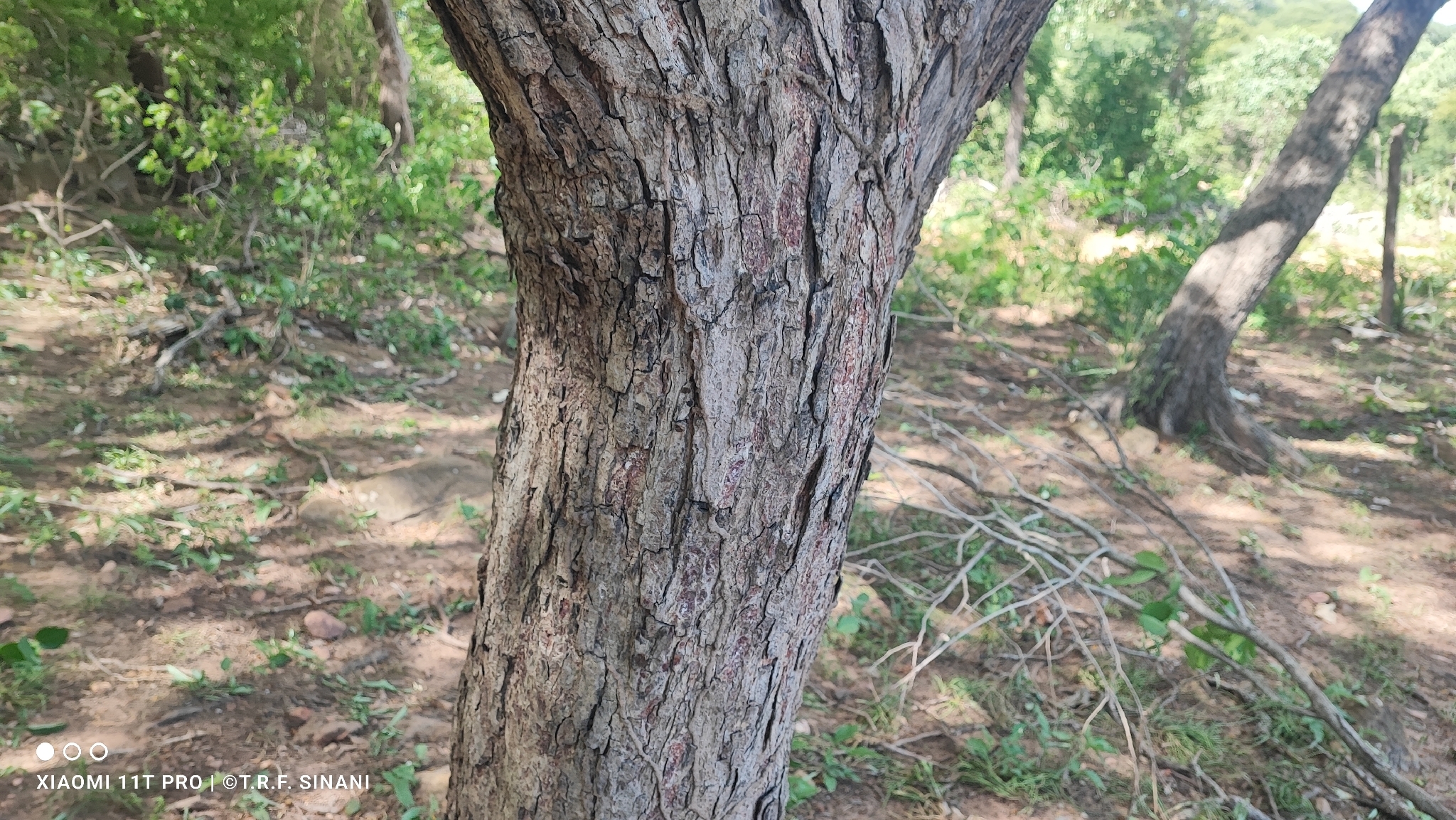 Cenostigma Pluviosum (Cenostigma pluviosum)