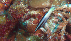 Labroides bicolor