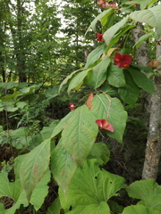 Euonymus miniata