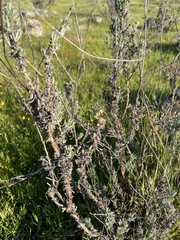 Eriogonum wrightii dentatum