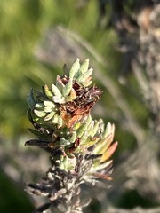 Eriogonum wrightii dentatum