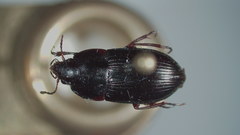 Amara neoscotica