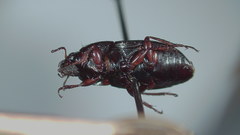 Amara neoscotica