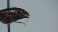 Amara neoscotica