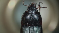 Amara neoscotica