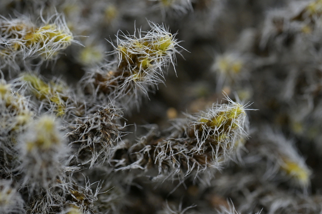Racomitrium curiosissimum