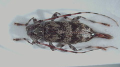 Graphisurus fasciatus