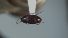 Tachinus quebecensis