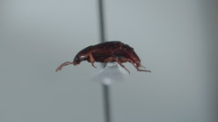 Tachinus quebecensis