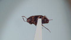 Tachinus quebecensis