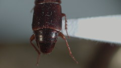 Tachinus quebecensis