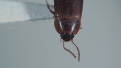 Tachinus quebecensis