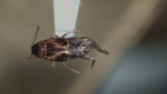 Lordithon scutellaris