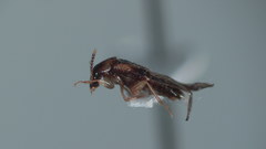Lordithon scutellaris