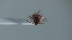 Lordithon scutellaris