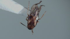 Lordithon scutellaris