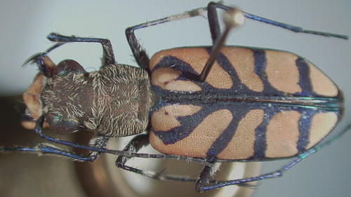 Royal Tiger Beetle