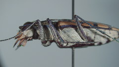 Chaetodera regalis