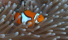 Amphiprion percula