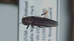 Agrilus anxius
