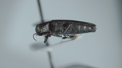 Agrilus anxius