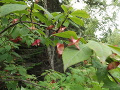 Euonymus miniata