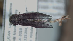 Agrilus anxius