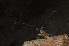Epepeotes luscus