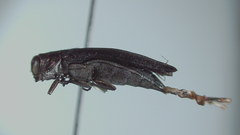 Agrilus anxius