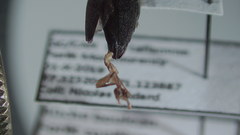 Agrilus anxius