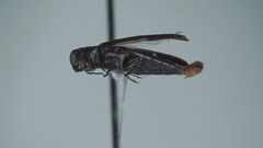 Agrilus nigricans