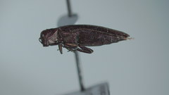 Agrilus politus
