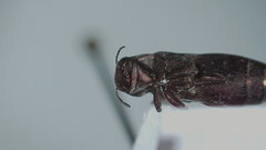 Agrilus politus