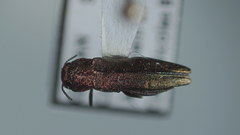 Agrilus cuprescens