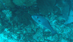 Canthidermis maculata