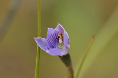Thelymitra pulchella, 2026-02-01