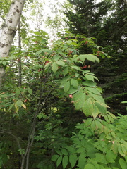 Euonymus miniata