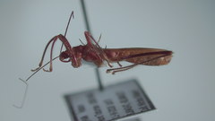 Saica