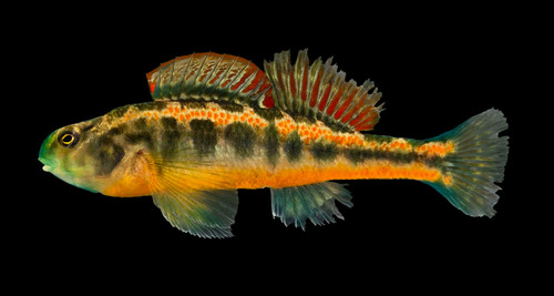 Tennessee Snubnose Darter