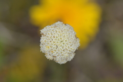 Craspedia uniflora, photograph (c) Christopher Stephens, some rights reserved (CC BY-SA)