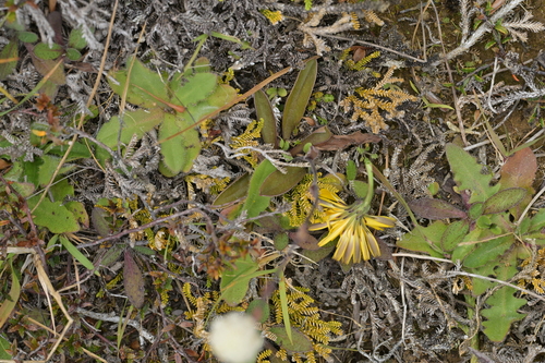 Craspedia uniflora, photograph 5