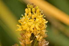 Bulbinella angustifolia, photograph (c) Christopher Stephens, some rights reserved (CC BY-SA)