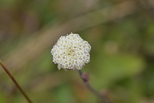 Craspedia uniflora, photograph 2